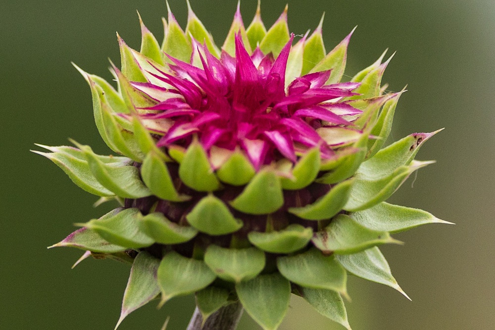 VOA 06 14 2025 MLP 001 06 14 25 MLP 001