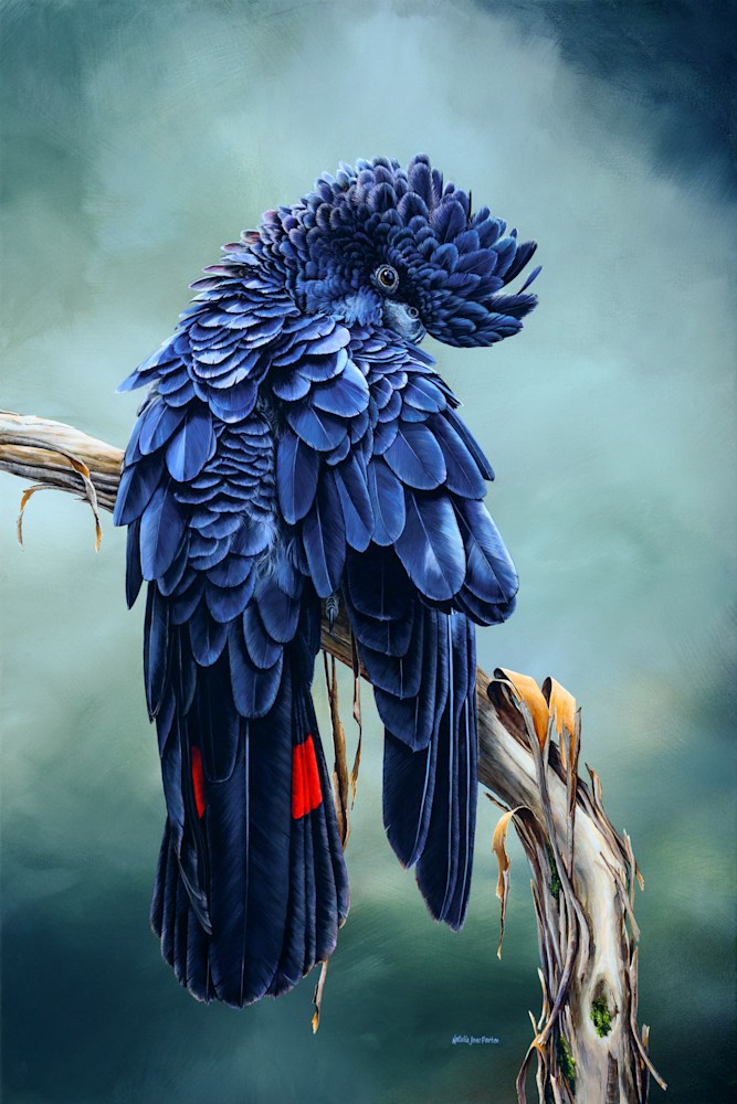 Red-tailed Black Cockatoo portrait – limited edition wildlife art print by Natalie Jane Parker