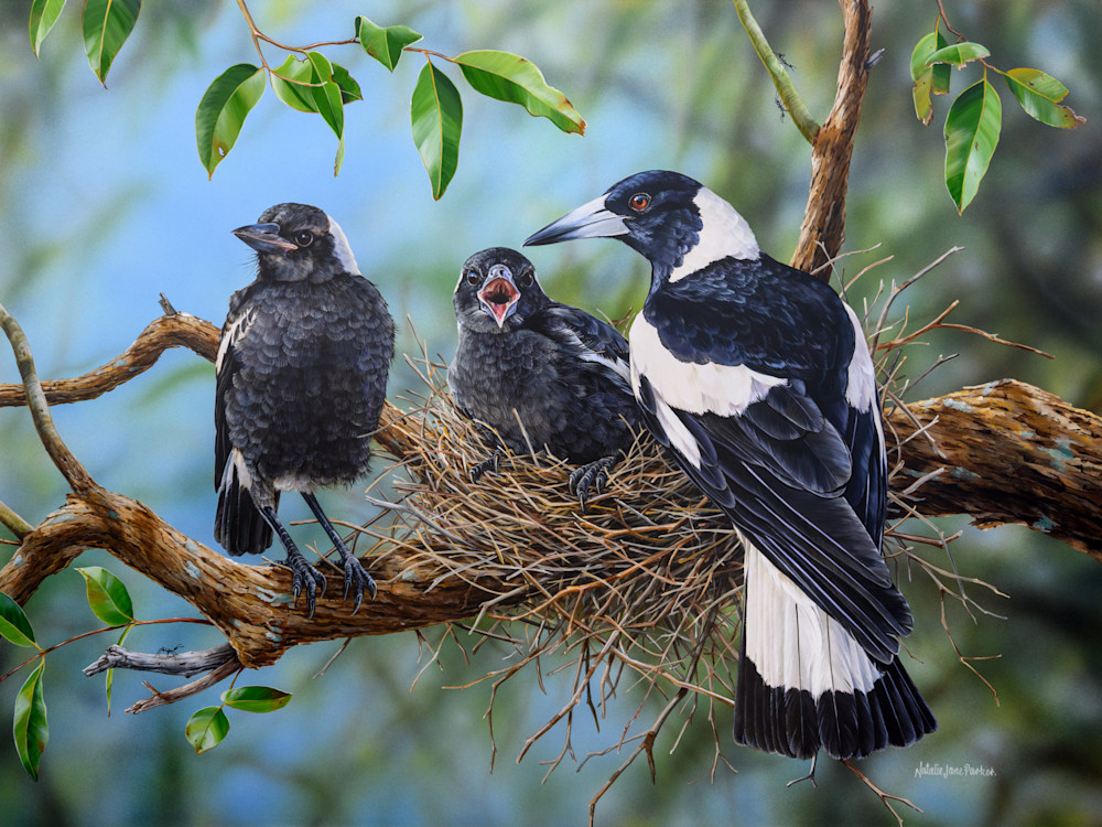The Call of Spring   Australian Magpies