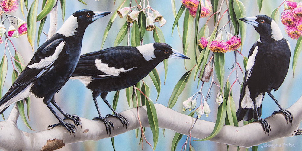 Magpie Melody   Magpies In Flowering Eucalyptus | Natalie Jane Parker | Australian Native Wildlife copy