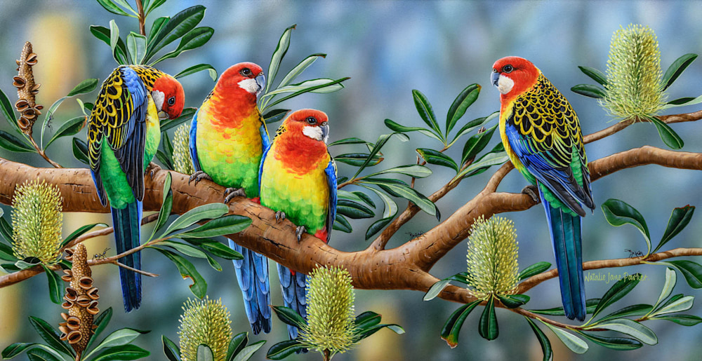 Banksia Friends   Eastern Rosella | Natalie Jane Parker | Australian Native Wildlife