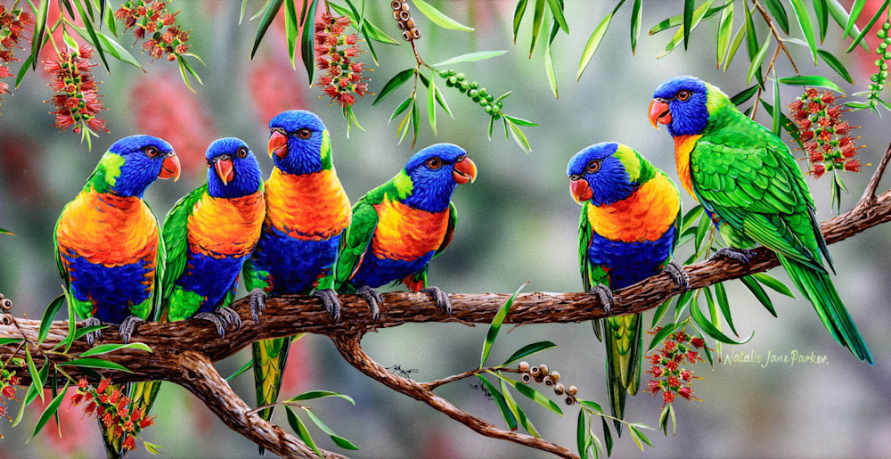 Colourful Chatter   Rainbow Lorikeet | Natalie Jane Parker | Australian Native Wildlife