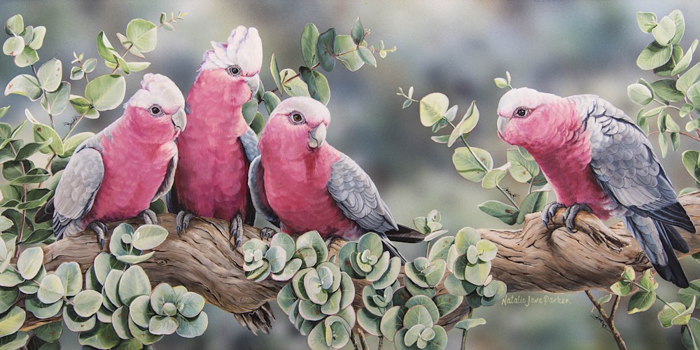 Silver Gum Galahs   Galahs In Silver Dollar Gum | Natalie Jane Parker | Australian Native Wildlife copy