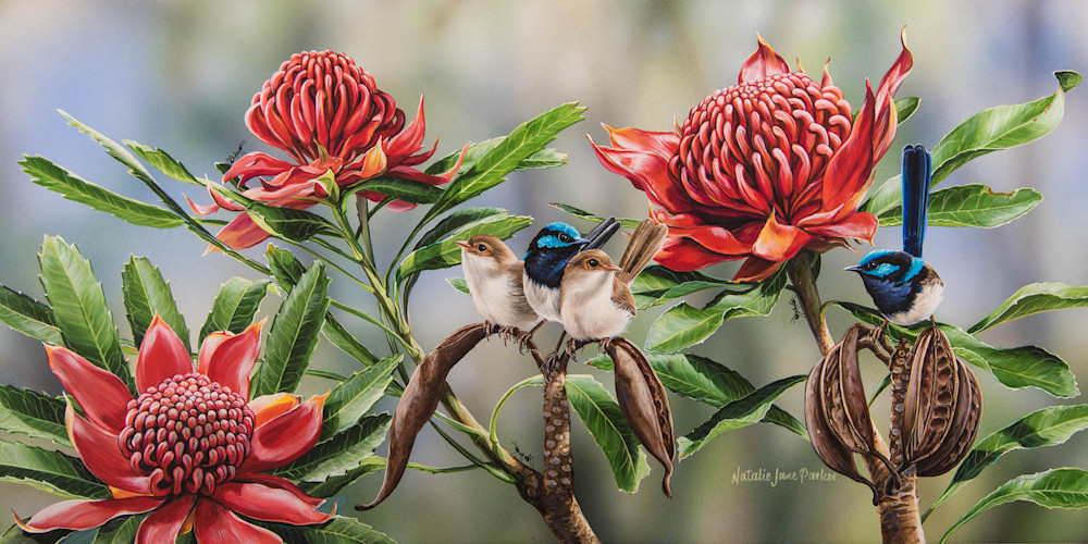 Waratah Picnic   Superb Fairy Wrens In Waratah | Natalie Jane Parker | Australian Native Wildlife copy