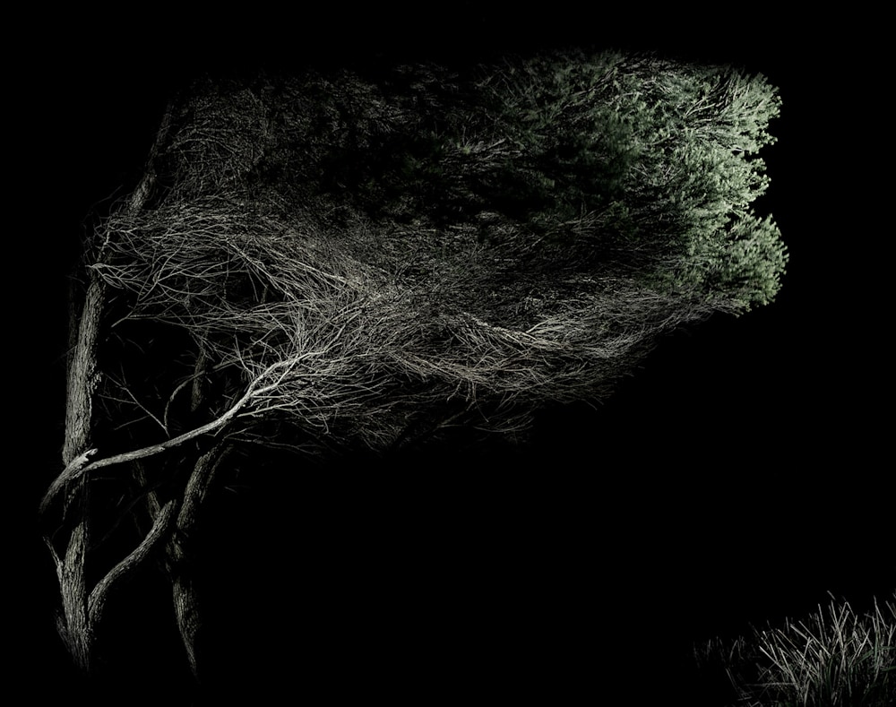 Light Painting Landscapes Australia By Anastasethe Thinking Tree By Catalin Anastase Dscf202241 Catalin Anastase