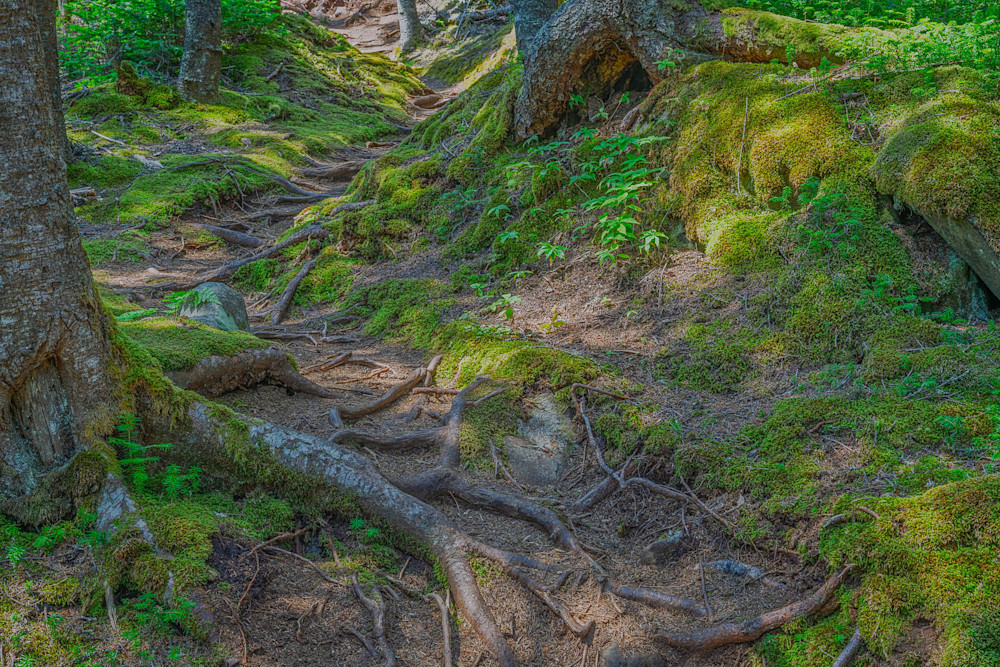 Path among the Moss Wallpaper