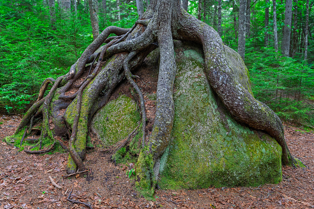 Root Over Rock  Wallpaper