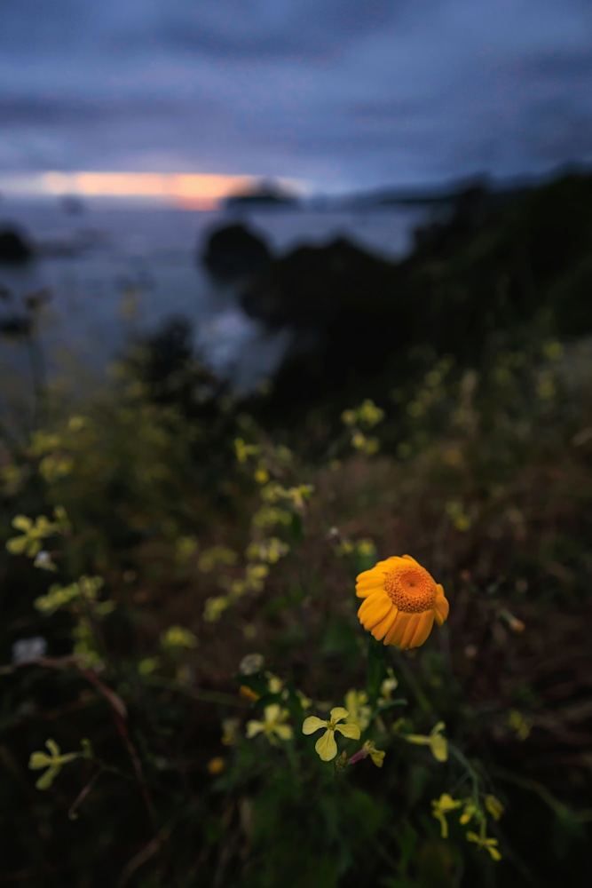 Trinidad Daisy m6o2yj