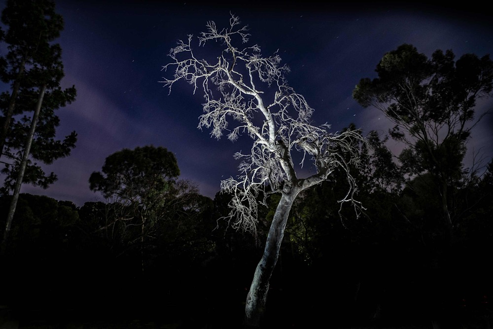 Rebel In The Night1 photo by Catalin Anastase XTF2229