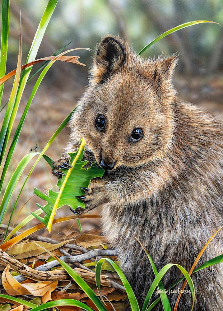 Close-up of quokka artwork detail on Munching Away 1000-piece jigsaw puzzle – premium board and colour accuracy