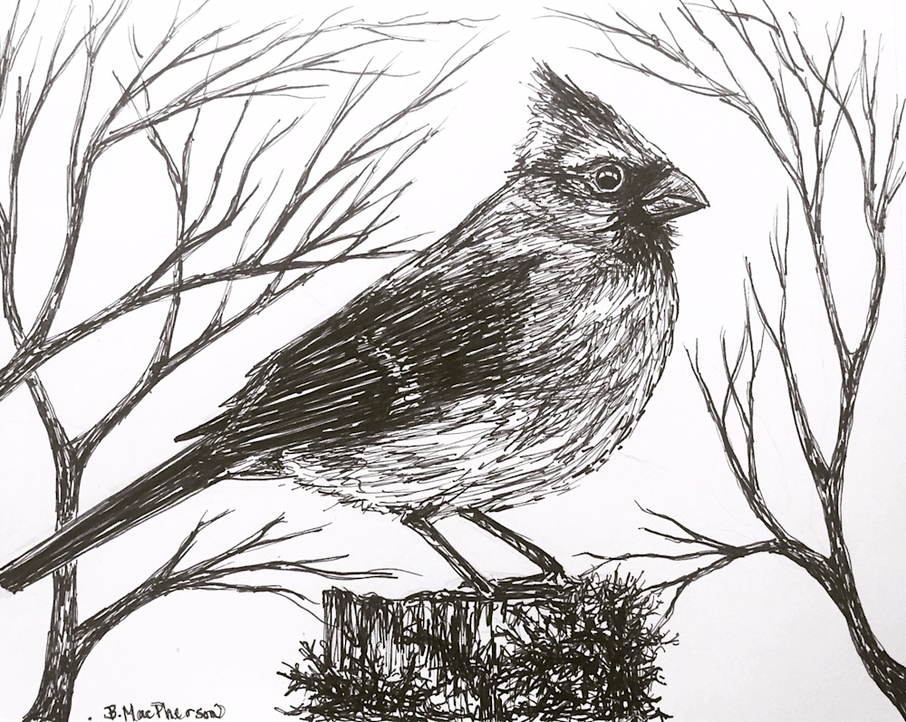 Cardinal Pen and Ink Illustration by Becky MacPherson