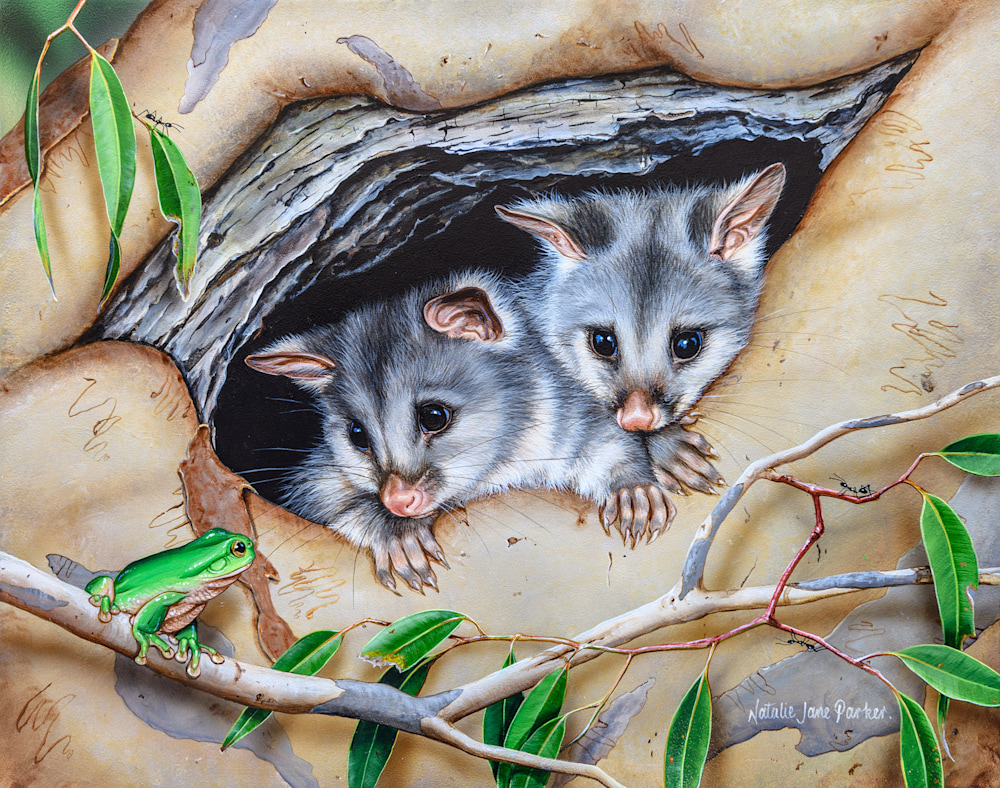 COSY HOME - COMMON BRUSHTAIL POSSUM | NATALIE JANE PARKER | AUSTRALIAN NATIVE WILDLIFE