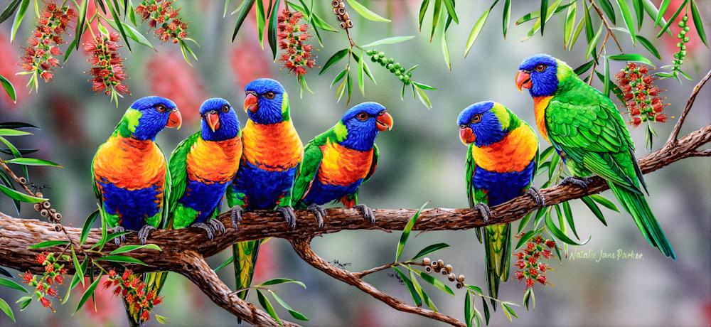 COLOURFUL CHATTER - RAINBOW LORIKEET | NATALIE JANE PARKER | AUSTRALIAN NATIVE WILDLIFE