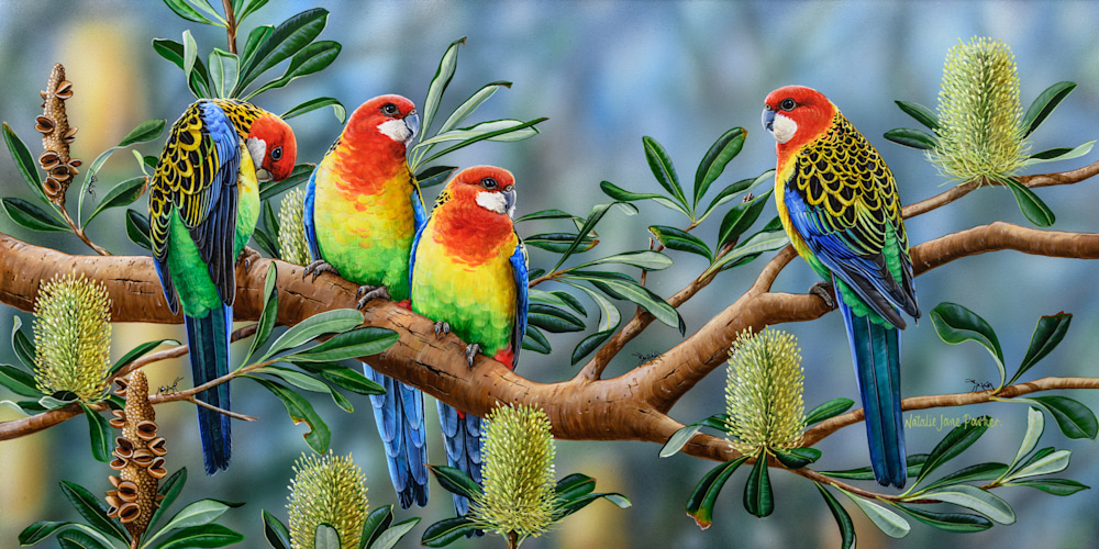 BANKSIA FRIENDS - EASTERN ROSELLA | NATALIE JANE PARKER | AUSTRALIAN NATIVE WILDLIFE