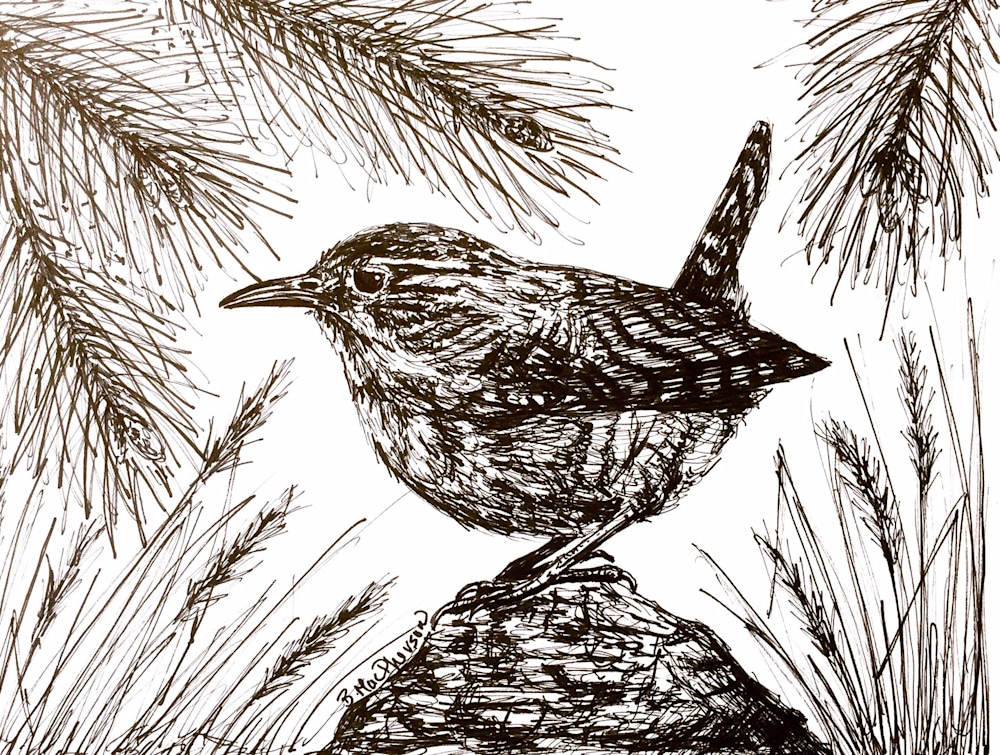 Woodland Wren Illustration by Becky MacPherson