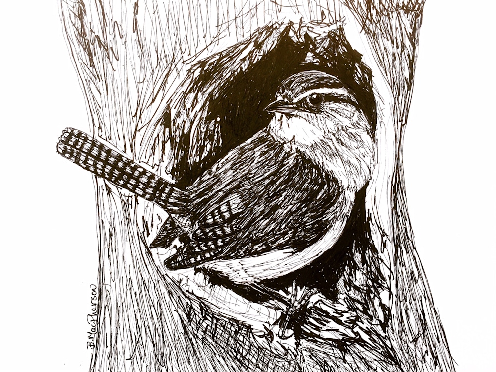 Wren in a Tree Cavity- Pen and Ink Illustration by Becky MacPherson