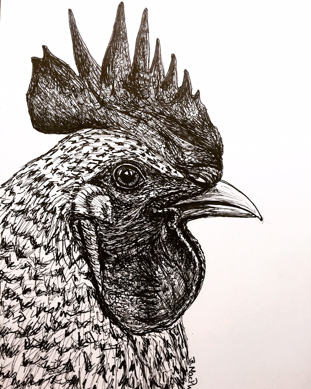 Chicken Pen and Ink Illustration by Becky MacPherson