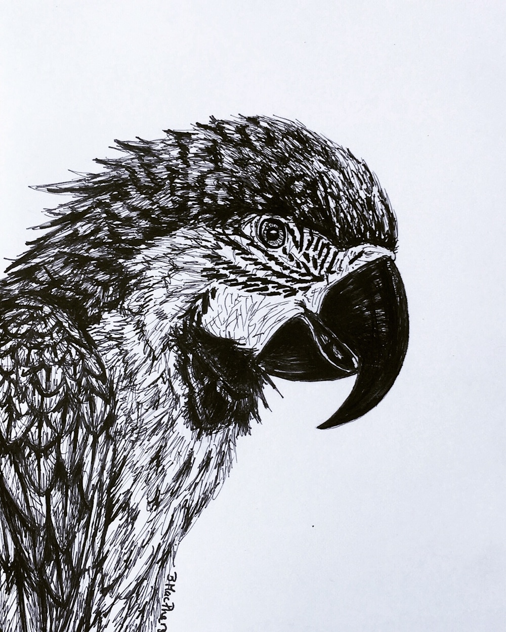 Parrot Illustration by Becky MacPherson