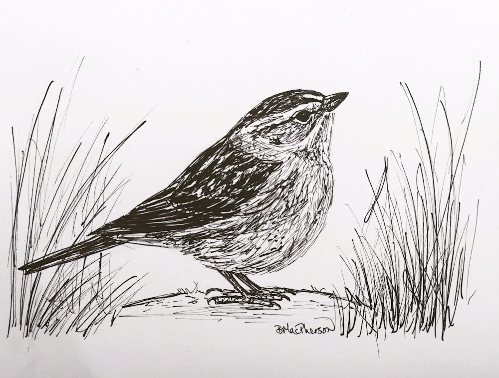 Sparrow on the Ground Illustration by Becky MacPherson in Pen and Ink