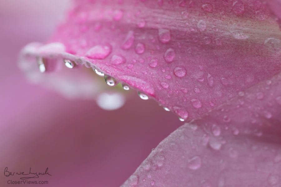 Rainy day lily