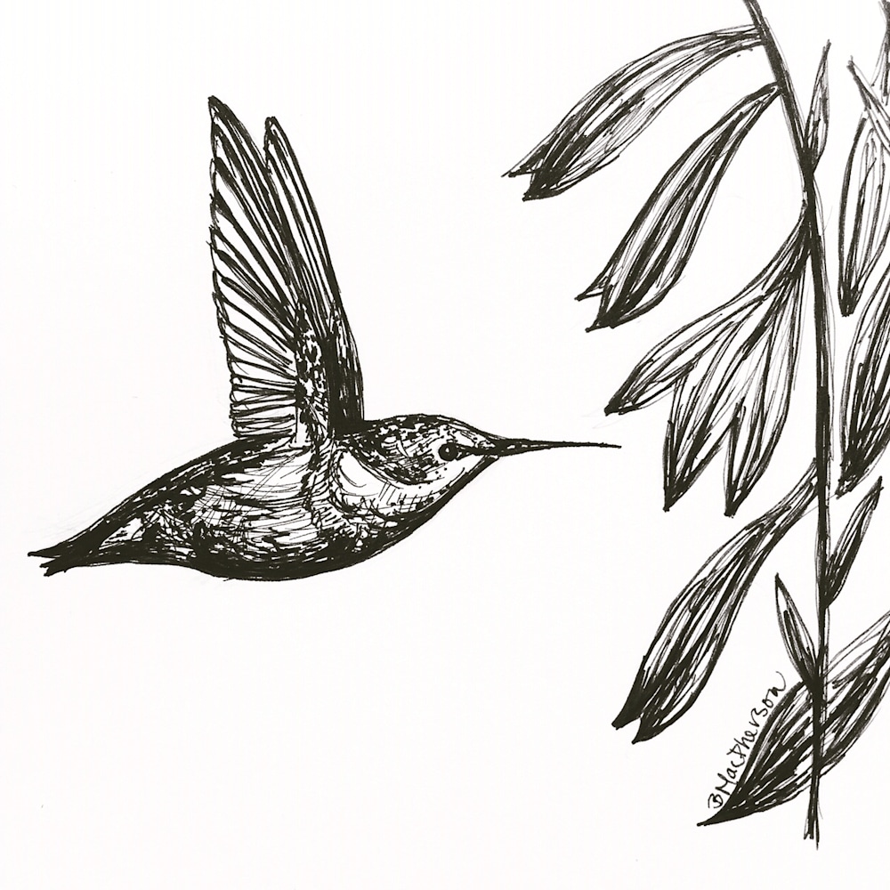 Hummingbird in Flight- Illustration by Becky MacPherson