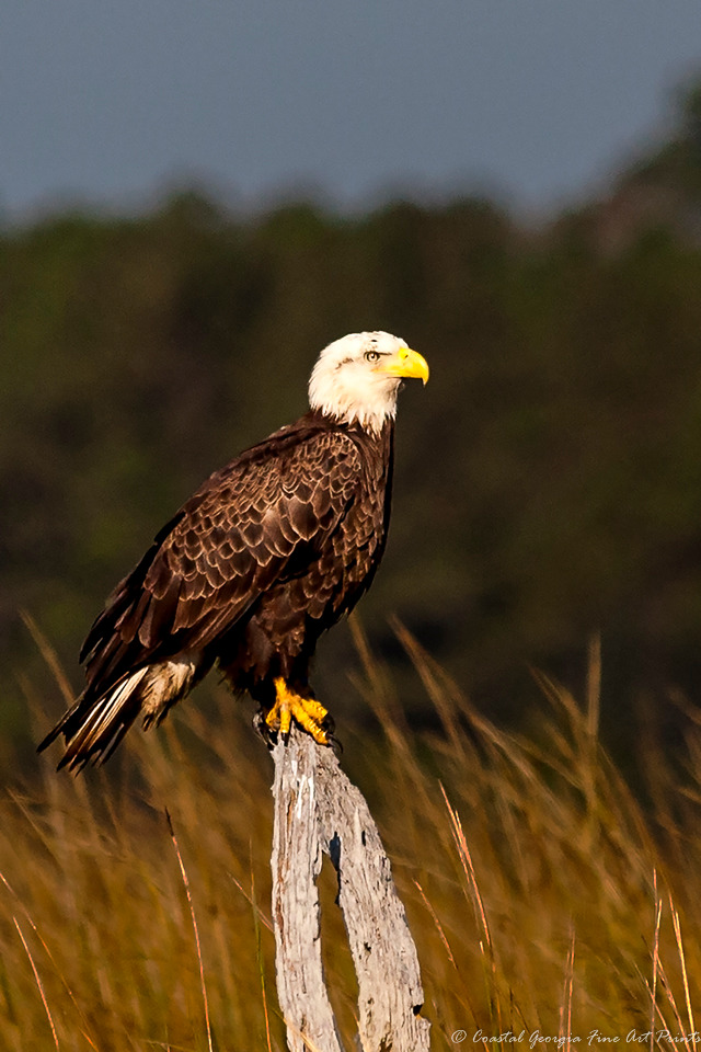 Bald Eagle Perch