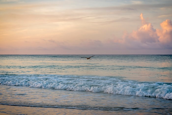 A fine-art photo of a lone seagull flying over the beach break at sunrise in Destin, Florida