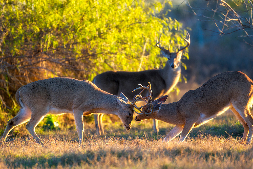 White Tailed Deer | Robbie George Photography