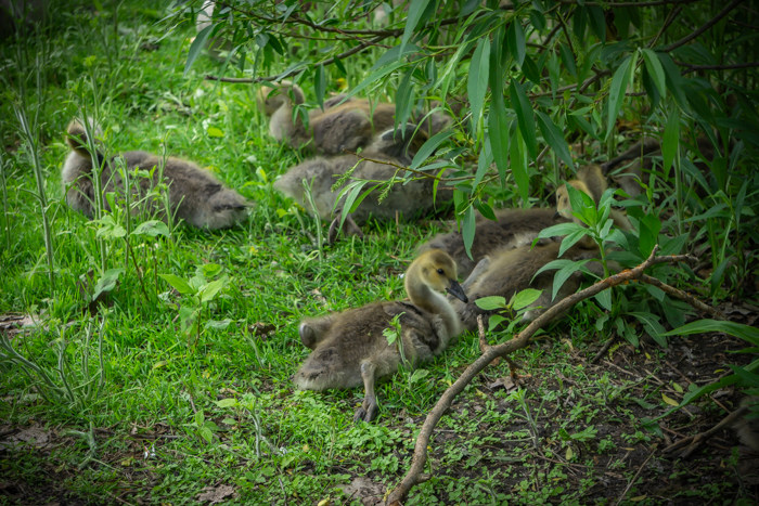 Baby geese in Lincoln Park, Chicago