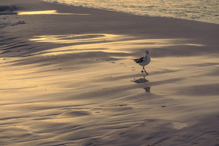 Sunrise bird watching in Destin