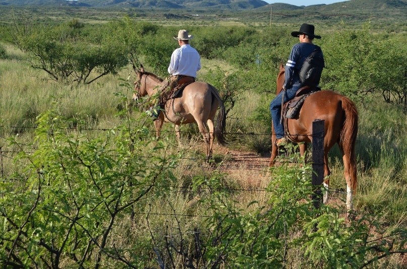 Horseback riding