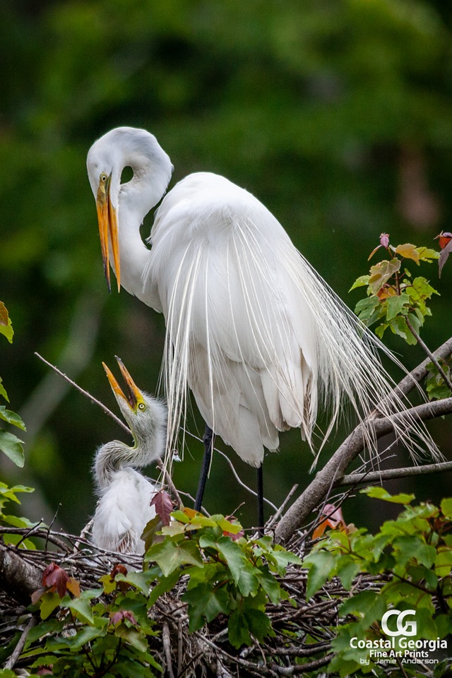 Egrets Love