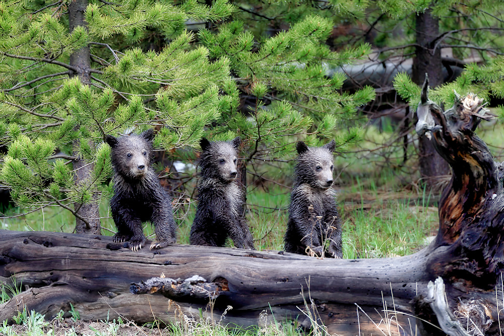 Three young grizzly bear cubs standing alert behind a log in a pine forest, surrounded by wild green wilderness