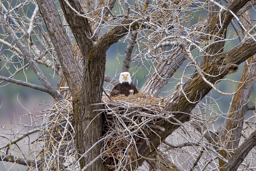 Bald Eagle Nest | Robbie George Photography