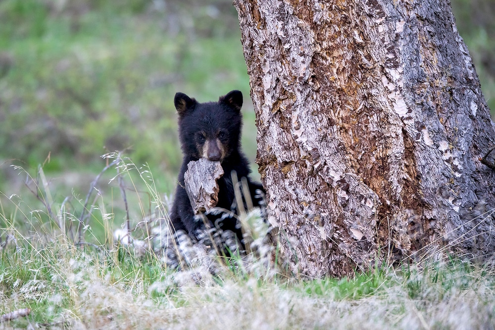 Bear Cub | Robbie George Photography