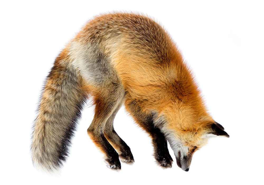 Red fox hunting mice beneath the snow using precise listening and pouncing behavior, illustrating feeding strategy and survival adaptation in winter