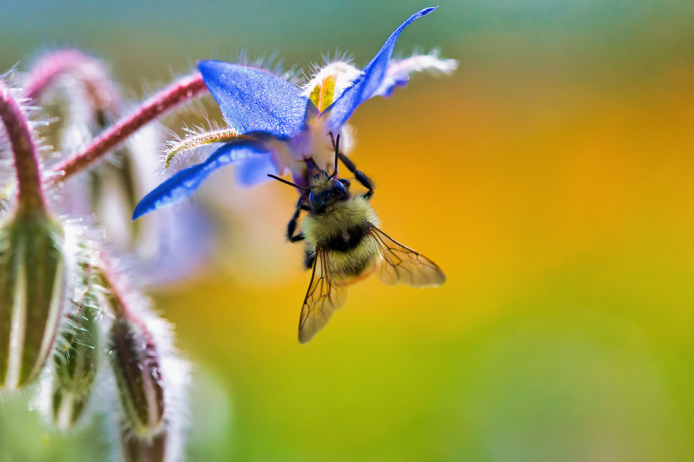 Bee | Robbie George Photography