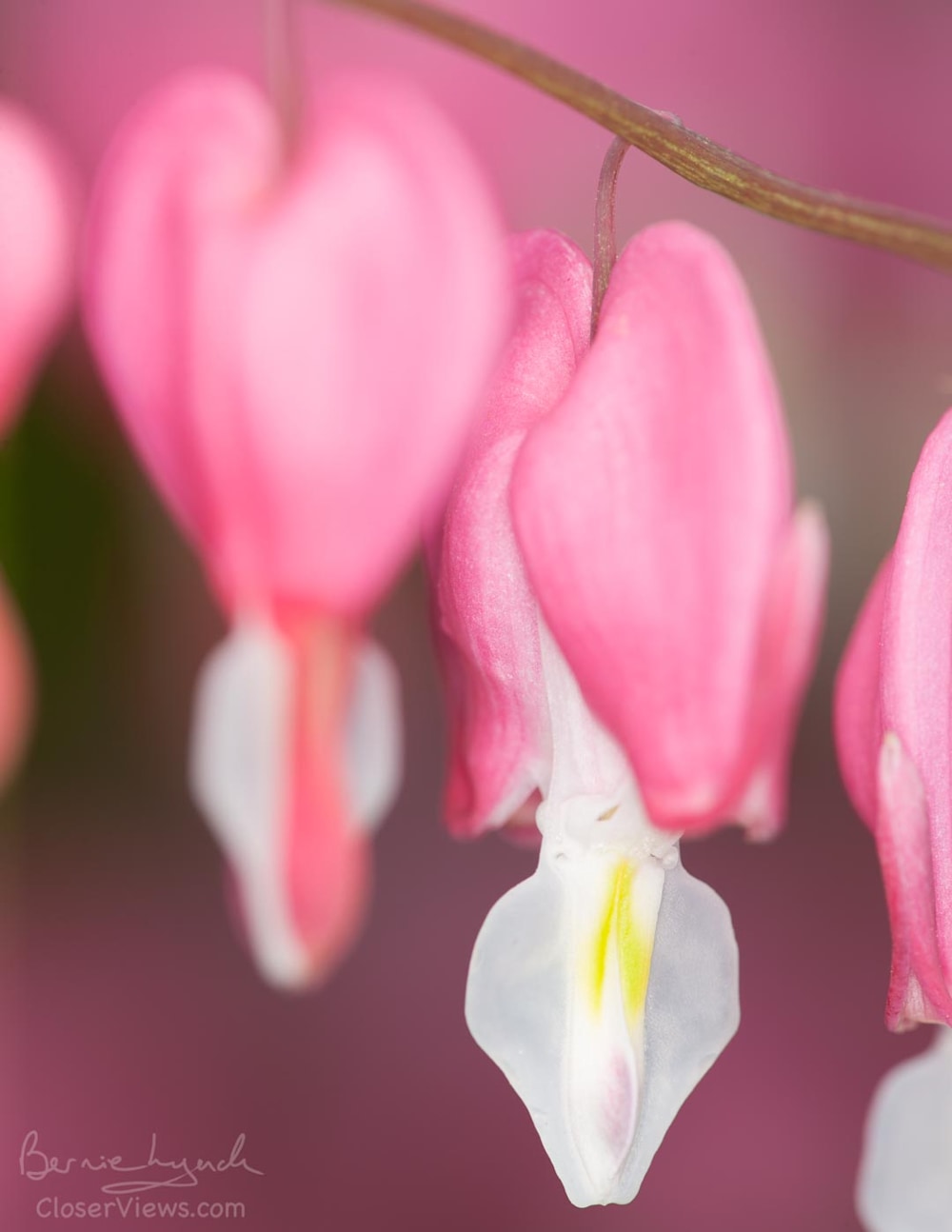 Bleeding Hearts Duo macrophoto
