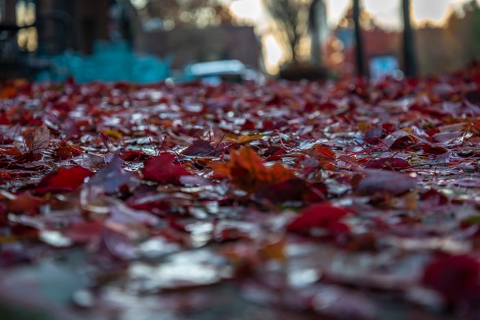 A blanket of leaves on the sidewalk in Atlanta