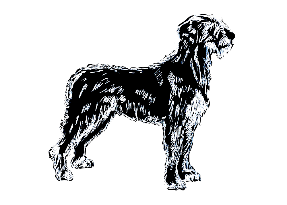Irish Wolfhound