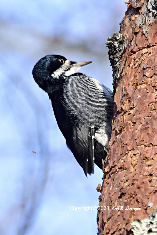 Female Black Backed Woodpecker
