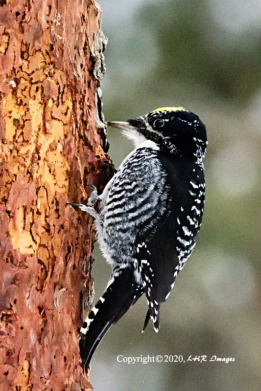 Male 3-toed Woodpecker