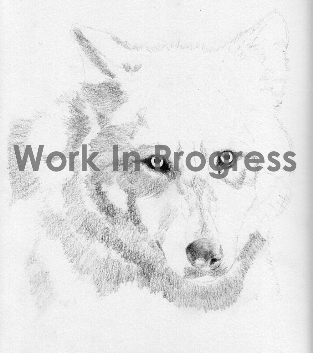 work in progress of wolf drawing