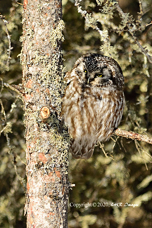 Boreal Owl