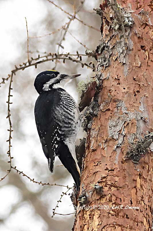 Male Black Backed Woodpecker