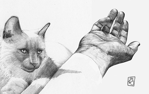 drawing of cat and human hand