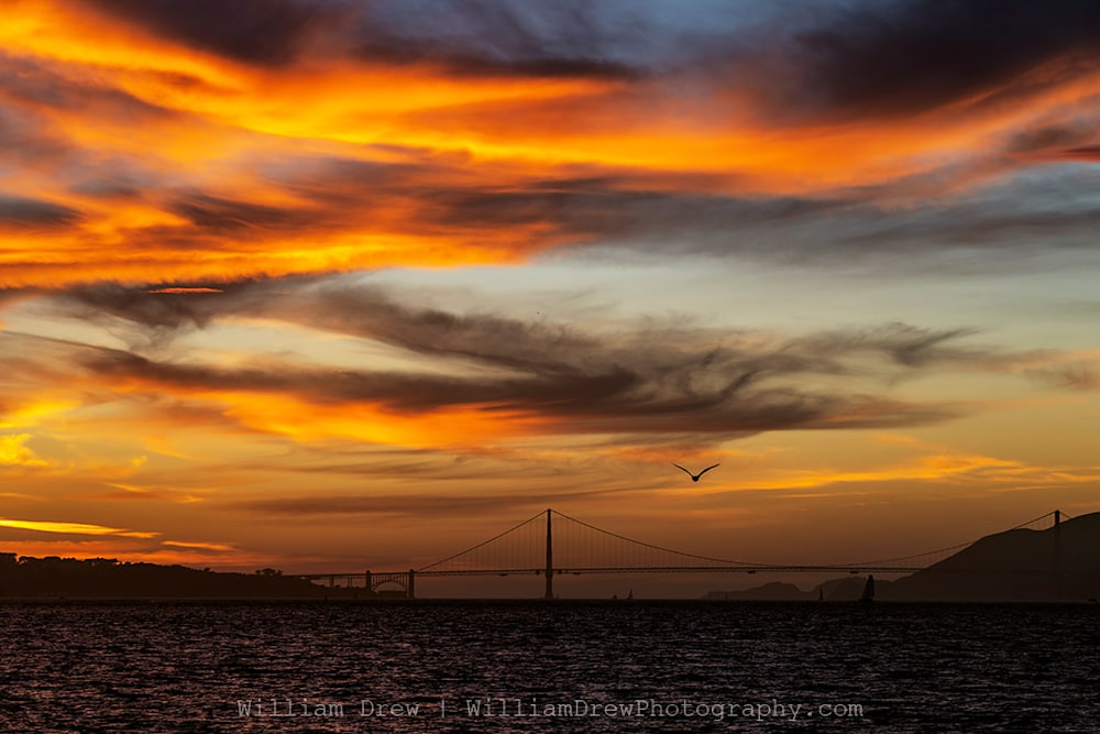 Golden Gate Bridge Sunset and Seagull Photograph