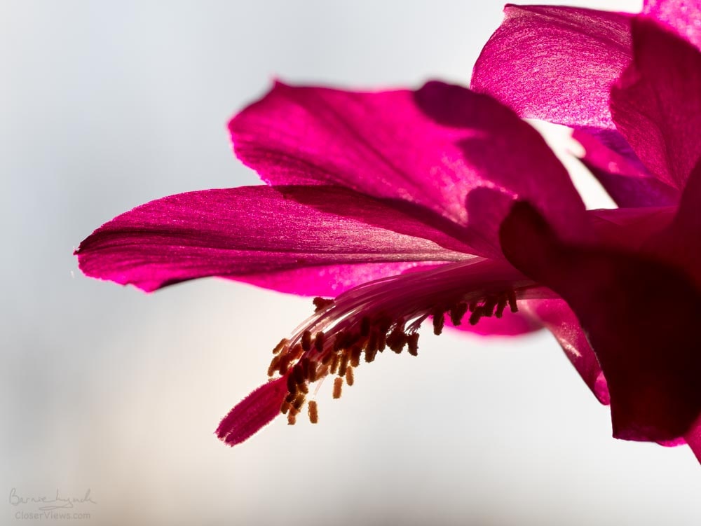 Christmas cactus flower