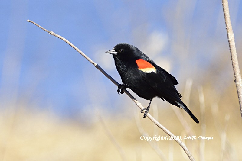 Red winged blackbird