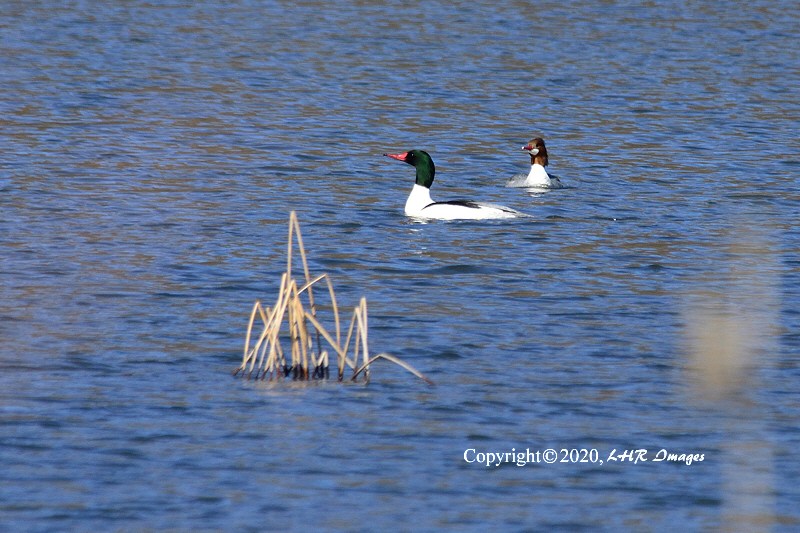 Pair of Common Mergansers